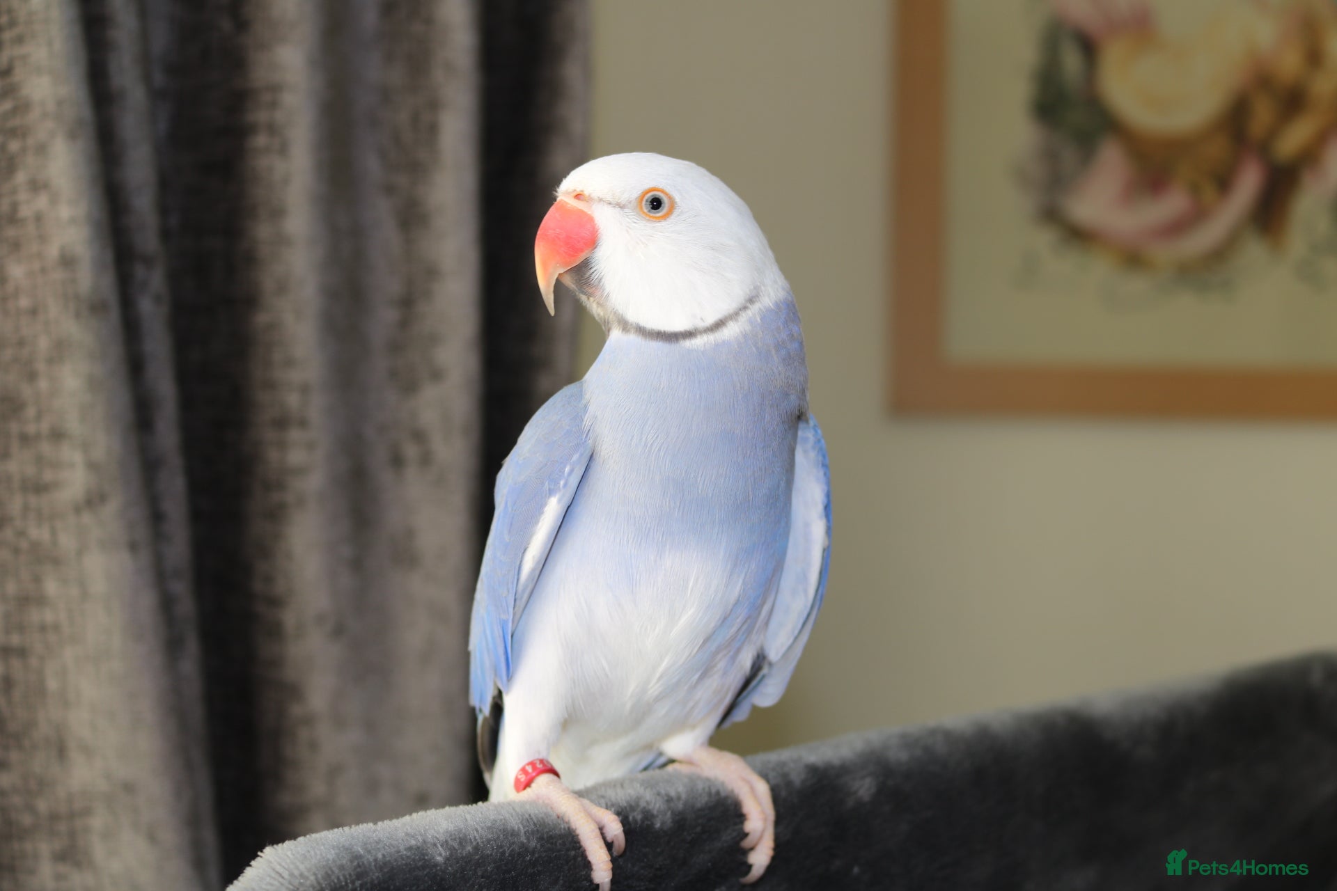 Ringnecks birds Stunning Violet Indian Ringneck - Advert 1