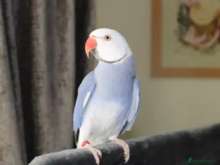 Ringnecks birds Stunning Violet Indian Ringneck - Advert 1