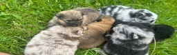 Pomeranian dogs for sale: 🐾 Beautiful Merle & Sable Pomeranian Puppies 🐾 - Advert 10