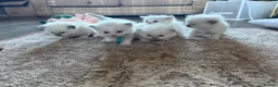 Ragdoll cats for sale: 5 Beautiful Ragdoll Kittens for sale - Advert 2