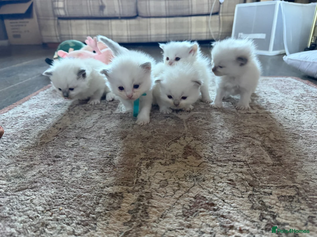 Ragdoll cats for sale: 5 Beautiful Ragdoll Kittens for sale - Advert 2