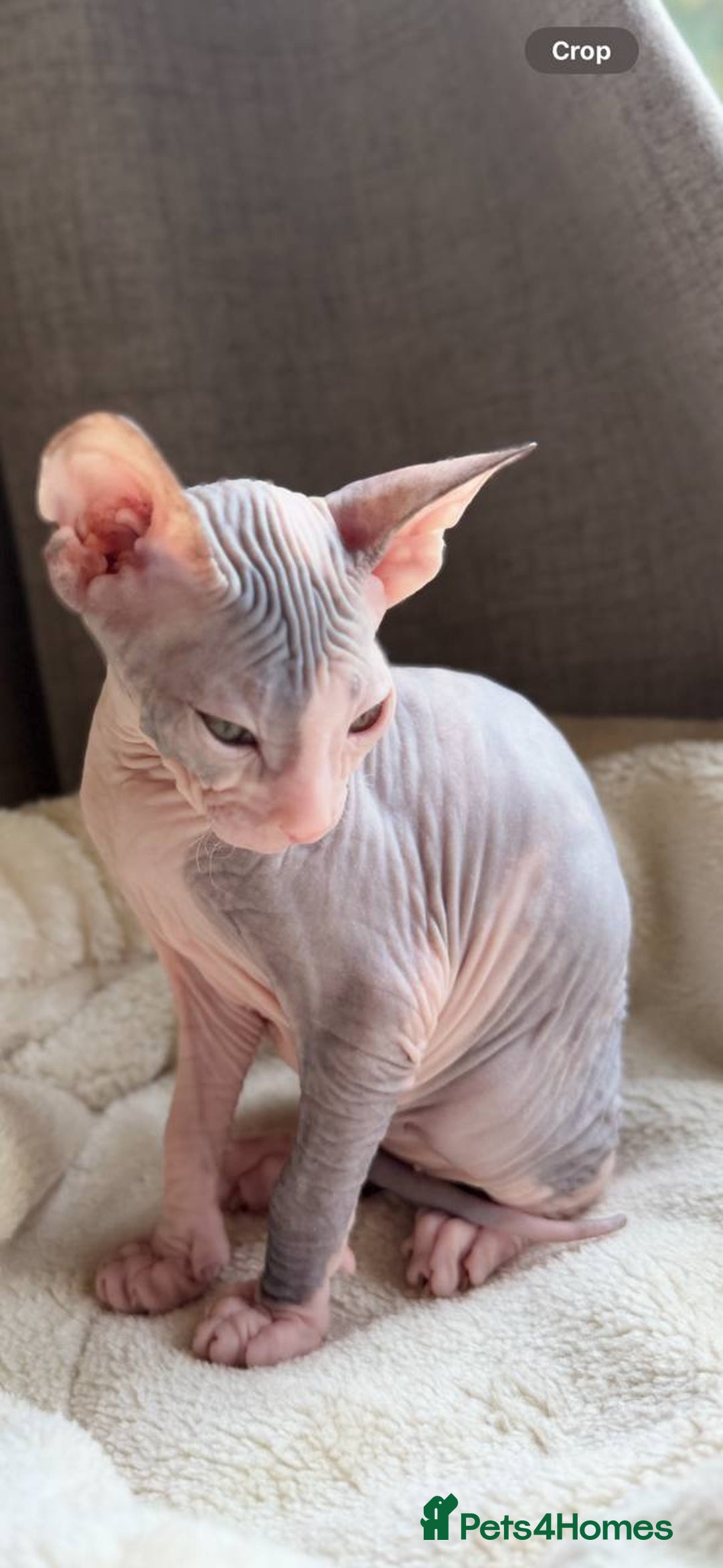 Sphynx cats for sale: Donskoy Sphynx Kittens - Image 36