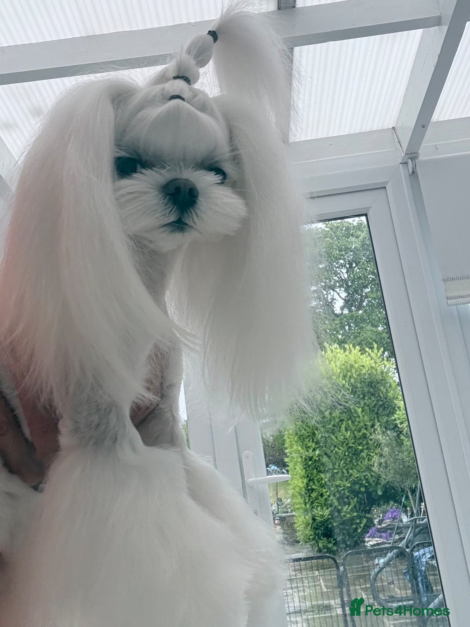 Maltese dogs 🖤KC DNA health tested Tiny Korean Maltese boy🖤  - Advert 1