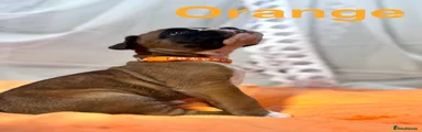  Orange Puppy 5