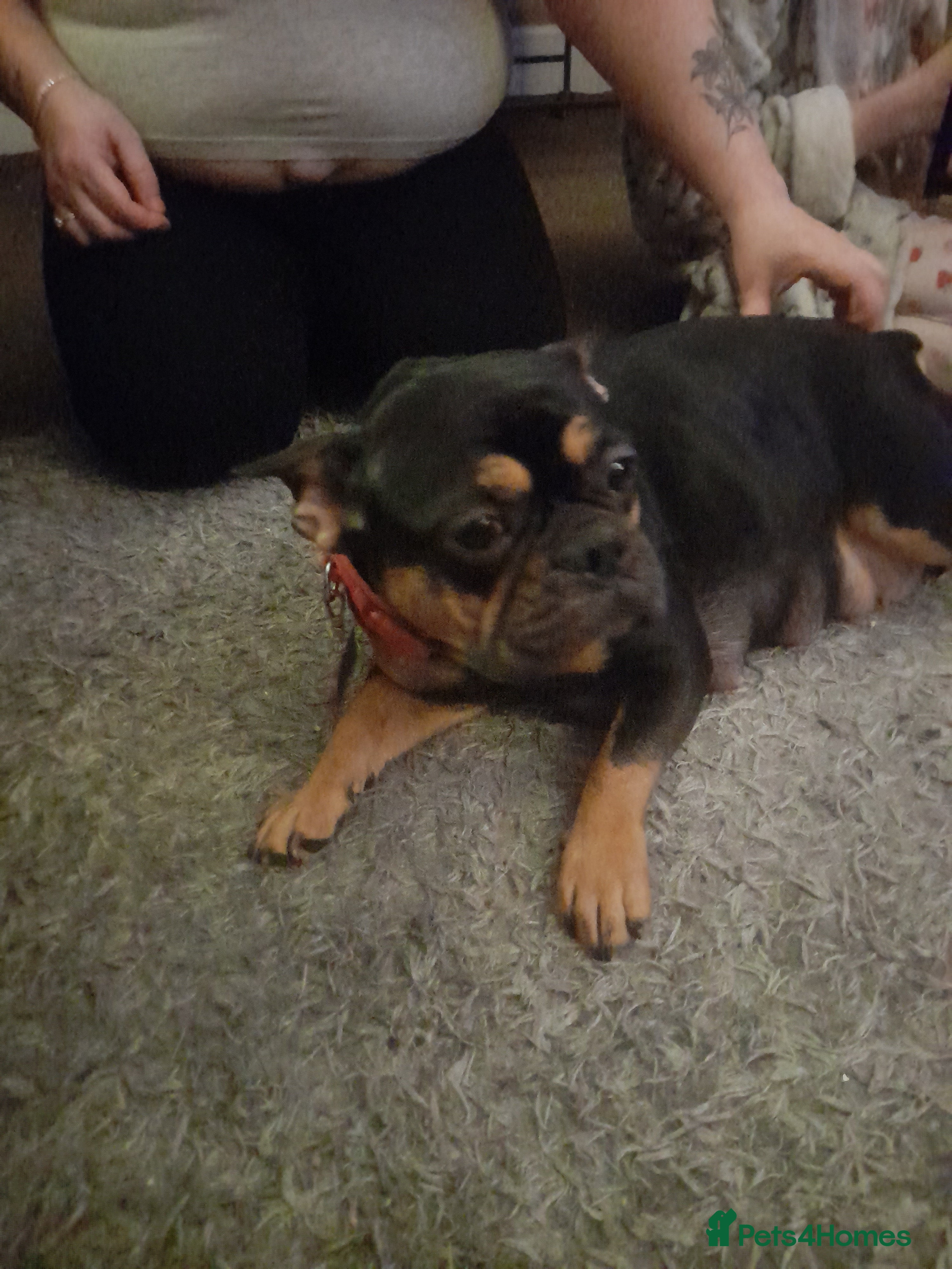 Mixed Breed dogs French bulldog cross shih tzu puppies. - Advert 1