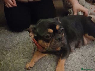 Mixed Breed dogs French bulldog cross shih tzu puppies. - Advert 5