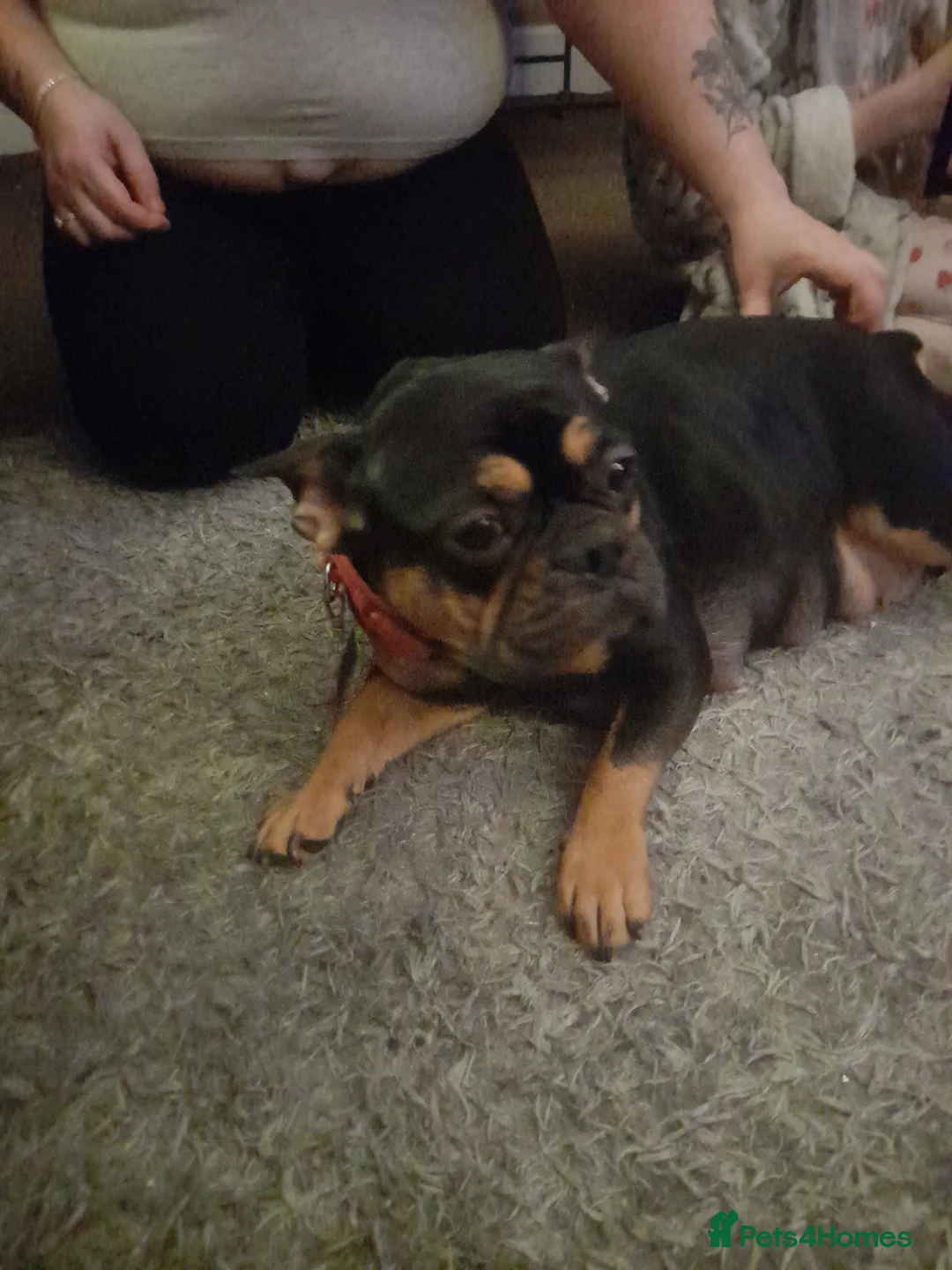 Mixed Breed dogs for sale: French bulldog cross shih tzu puppies. - Advert 1