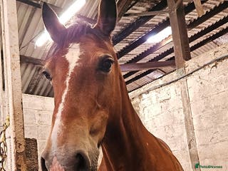 Welsh Section D horses Flashy Sec D x Dartmoor mare - Advert 2