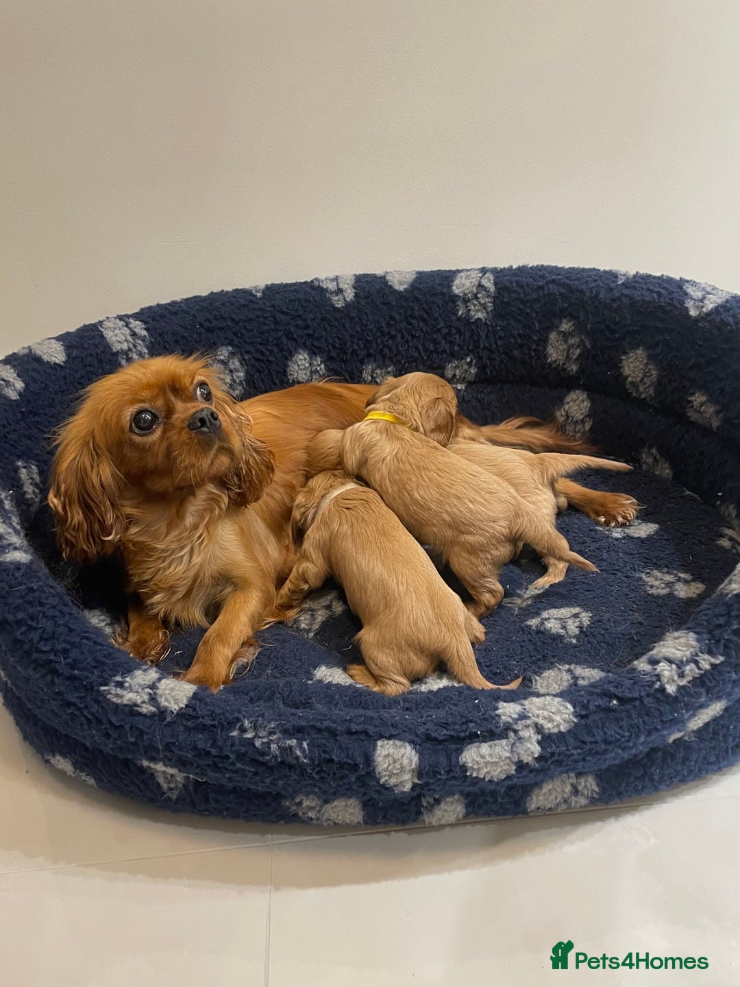 Cavalier King Charles Spaniel dogs for sale: Cavalier King Charles  - Image 7