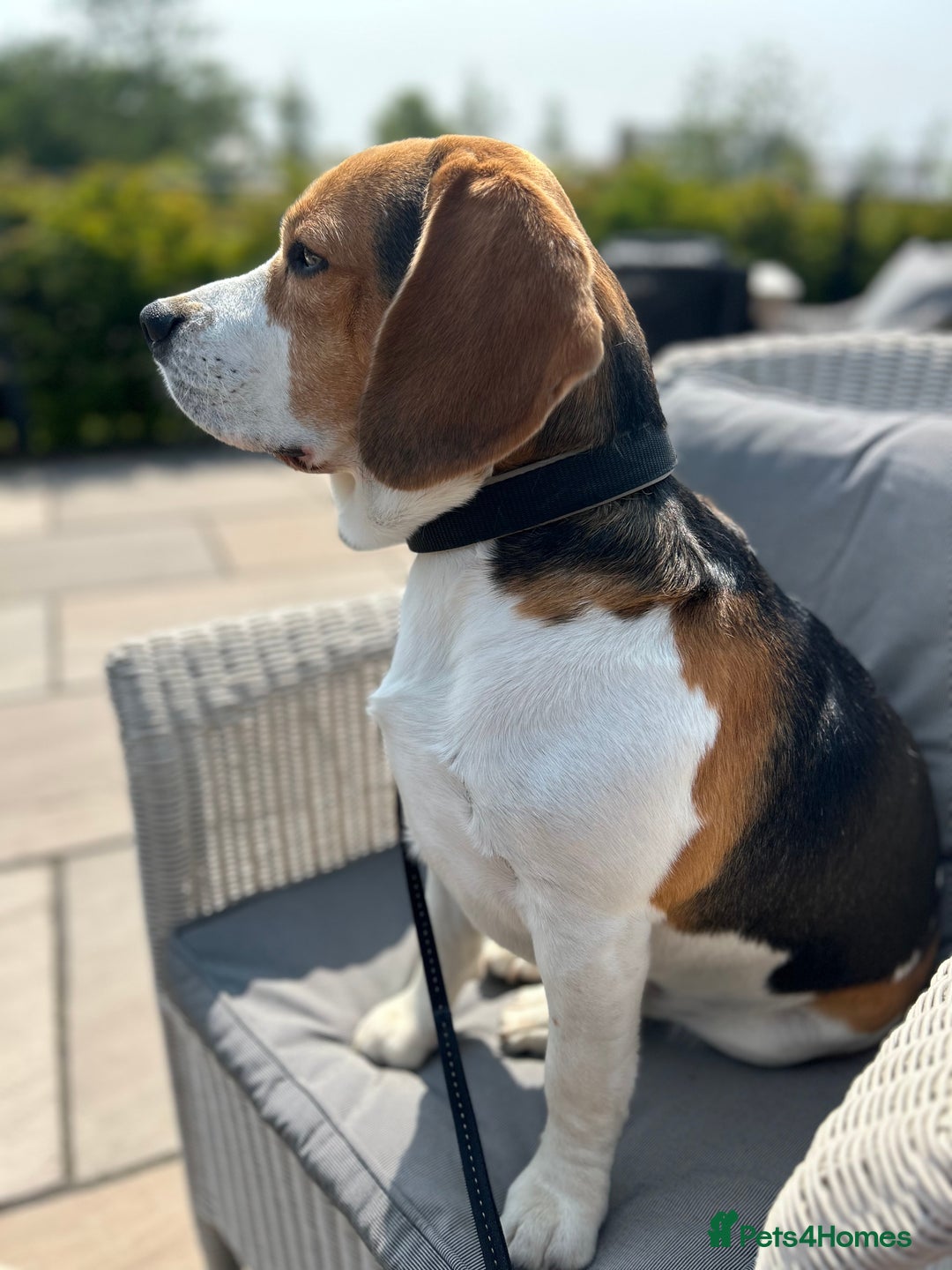 Beagle dogs for stud: Beagle for stud PROVEN in Preston - Image 2