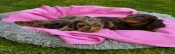 Dachshund dogs for sale: Mini long hair Dachshunds for sale - Advert 3