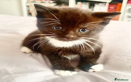 Mixed Breed cats for sale: Delightful mix-breed Siamese-black tabby-kittens - Image 19