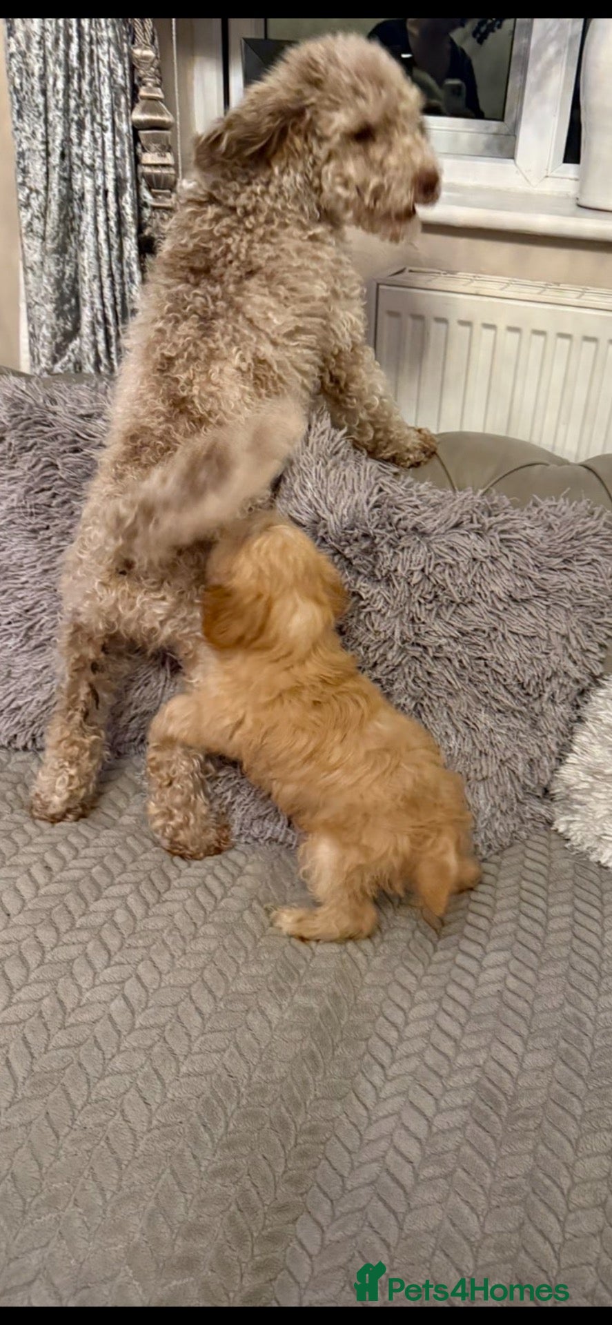 Cavapoo dogs Cavapoo males and female  - Advert 2