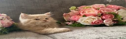 British Longhair cats for sale: British long and shorthair kittens  - Advert 13