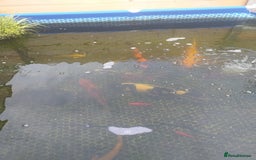 Koi Carp fish for sale: Koi carp  - Image 2