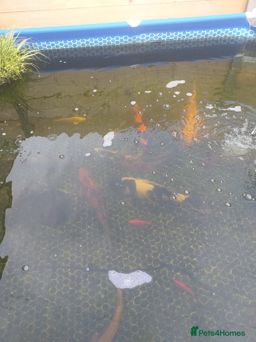 Koi Carp fish for sale: Koi carp  - Image 2