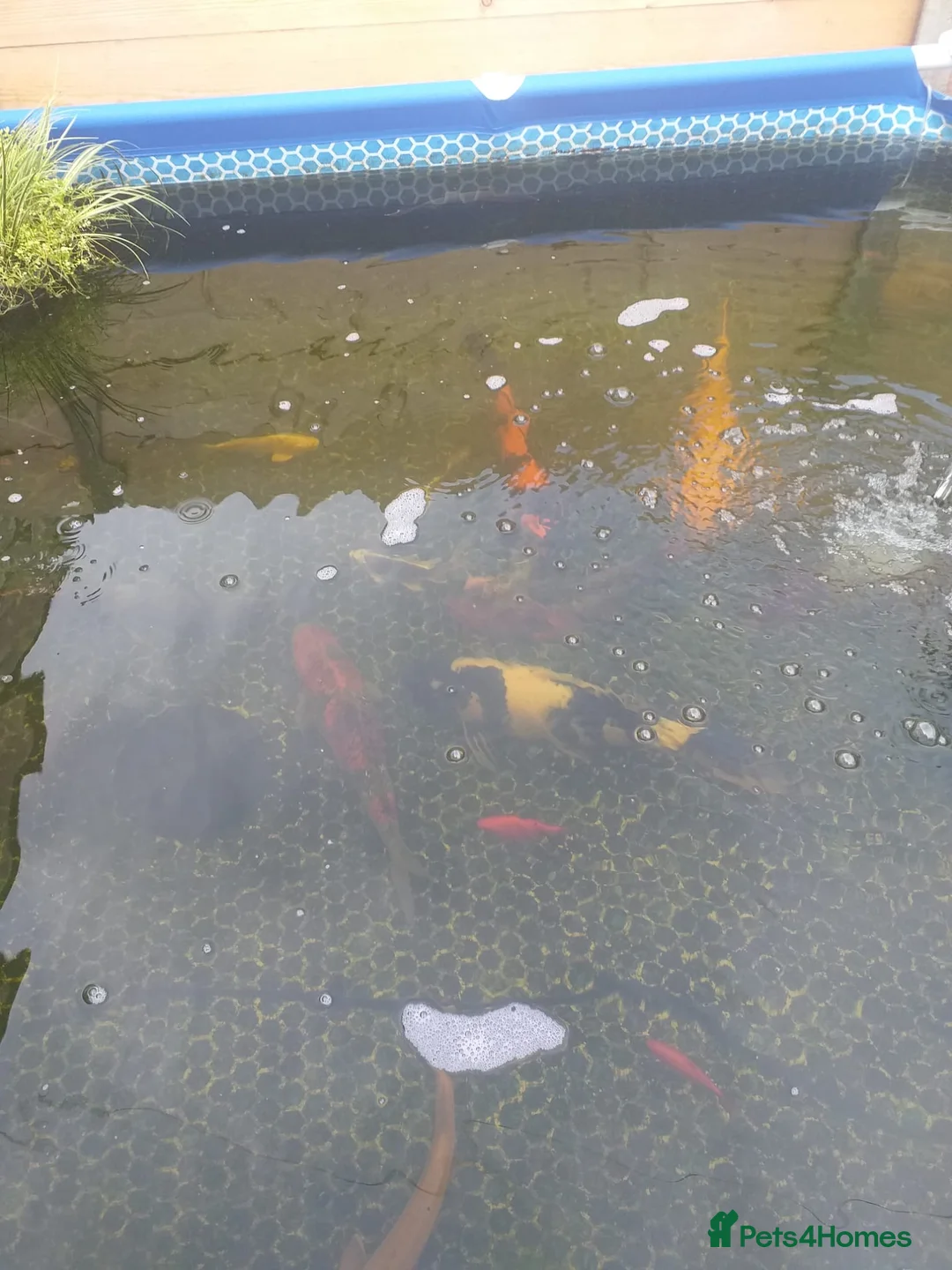 Koi Carp fish for sale: Koi carp  - Advert 2