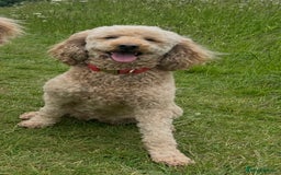 Australian Labradoodle dogs for sale: Aussie Doodles - 1 boy & 1 girl available  - Image 7