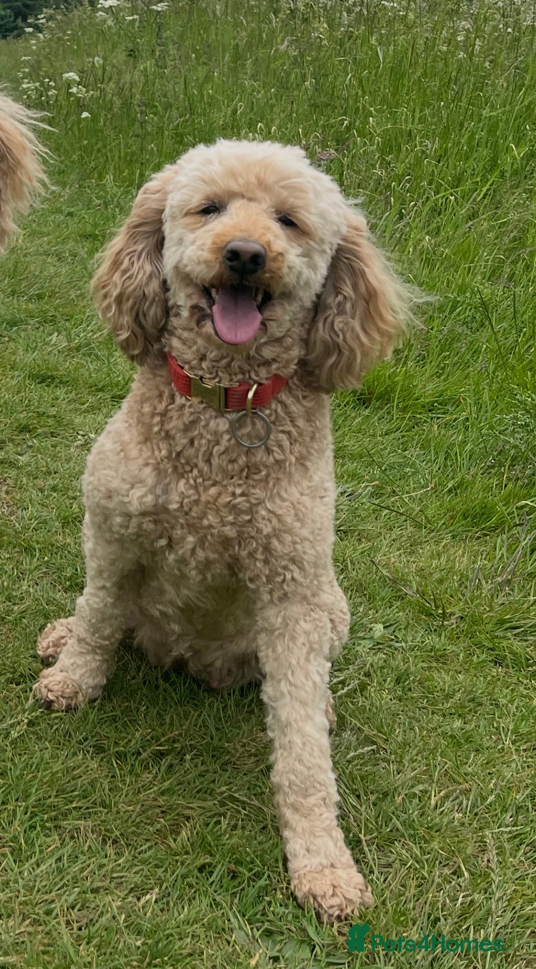 Australian Labradoodle dogs for sale: Aussie Doodles - 1 boy & 1 girl available  - Image 7