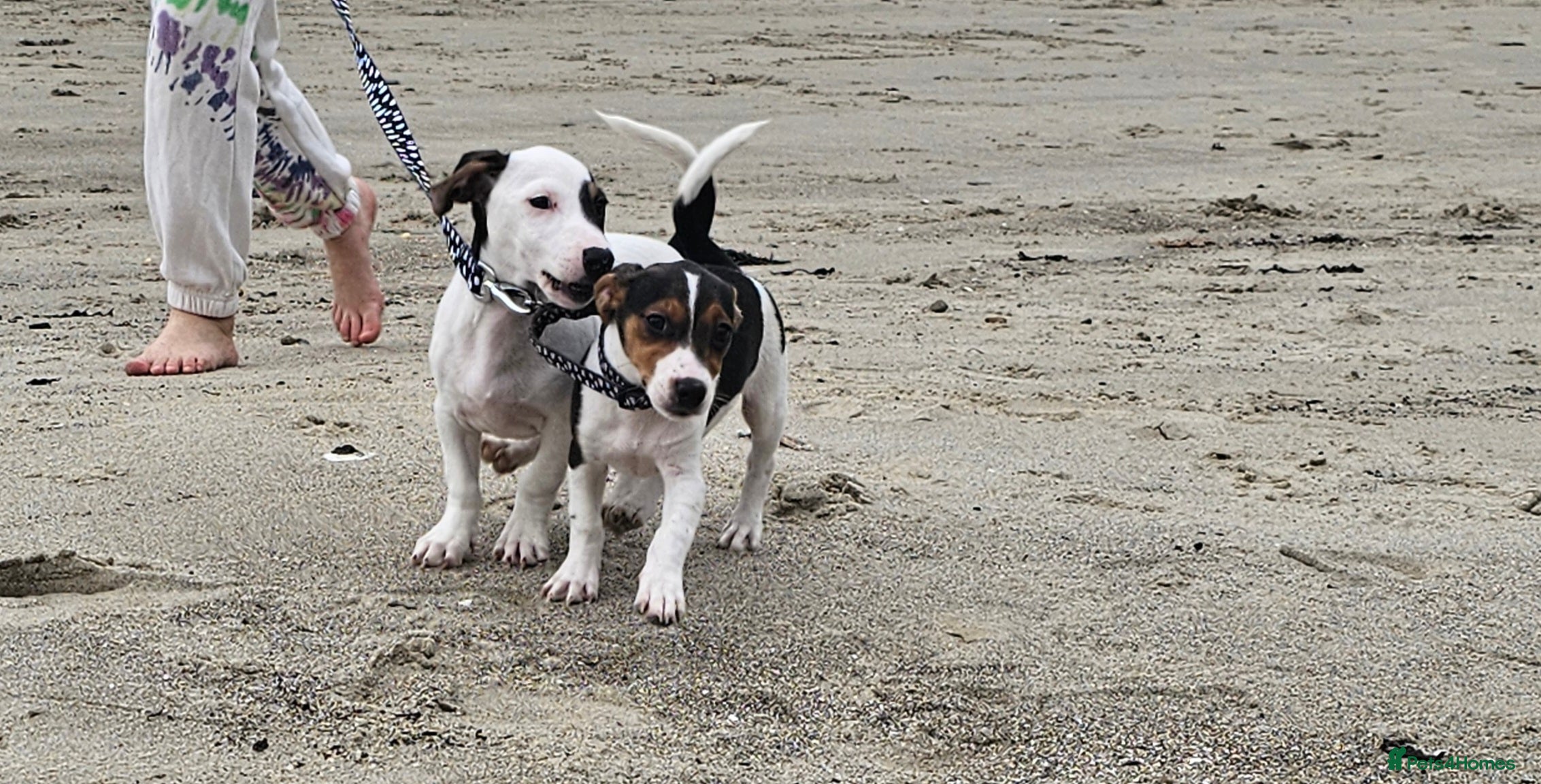 Jack Russell dogs Jack Russell Puppies looking new home - Advert 6