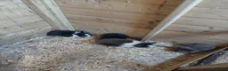 Lionhead rabbits for sale: Baby lionheads ready now  - Advert 5