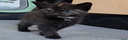 Mixed Breed cats for sale: 2 stunning kittens still available  - Advert 27