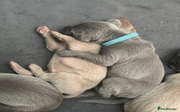 Weimaraner dogs for sale: 🐾 KC Registered Weimaraner Puppies 🐾 - Image 4