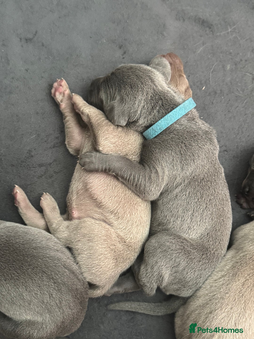 Weimaraner dogs for sale: 🐾 KC Registered Weimaraner Puppies 🐾 - Image 4