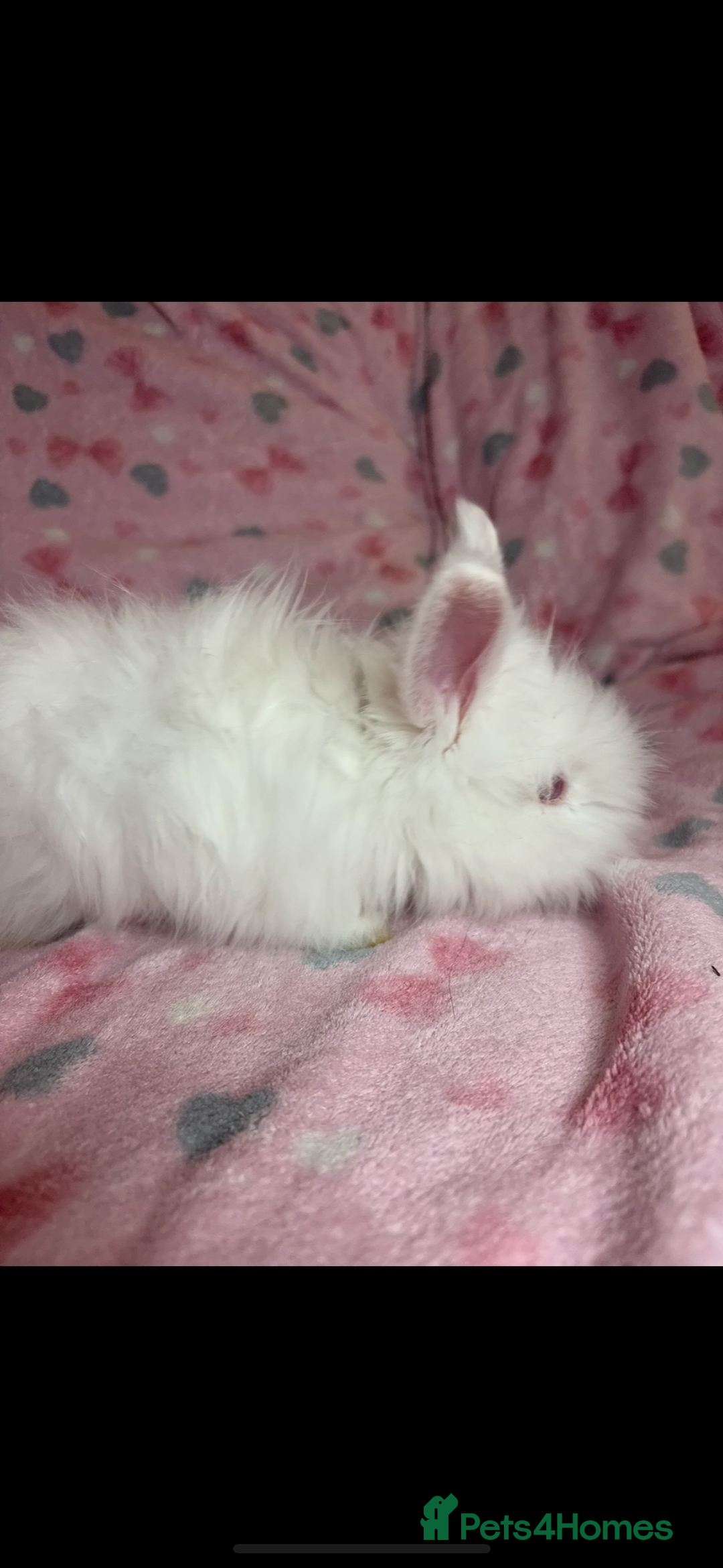 Angora rabbits for sale: Gorgeous fluffy little angora baby bunnies - Image 11