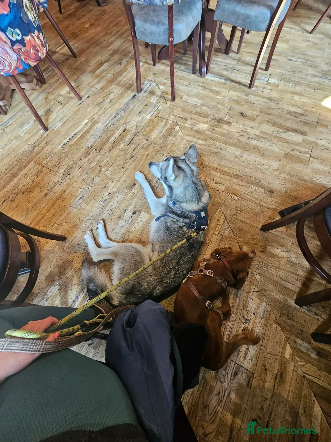 Siberian Husky dogs for sale: Echo - Siberian Husky - 3 Y/O - Advert 7