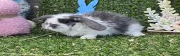 Mini Lop rabbits for sale: Mini lop babies for sale - Advert 2