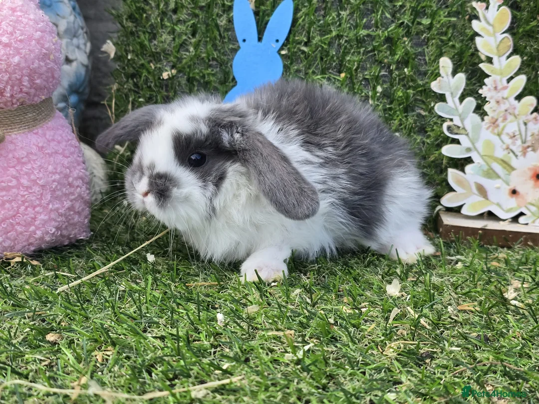 Mini Lop rabbits for sale: Mini lop babies for sale - Advert 2
