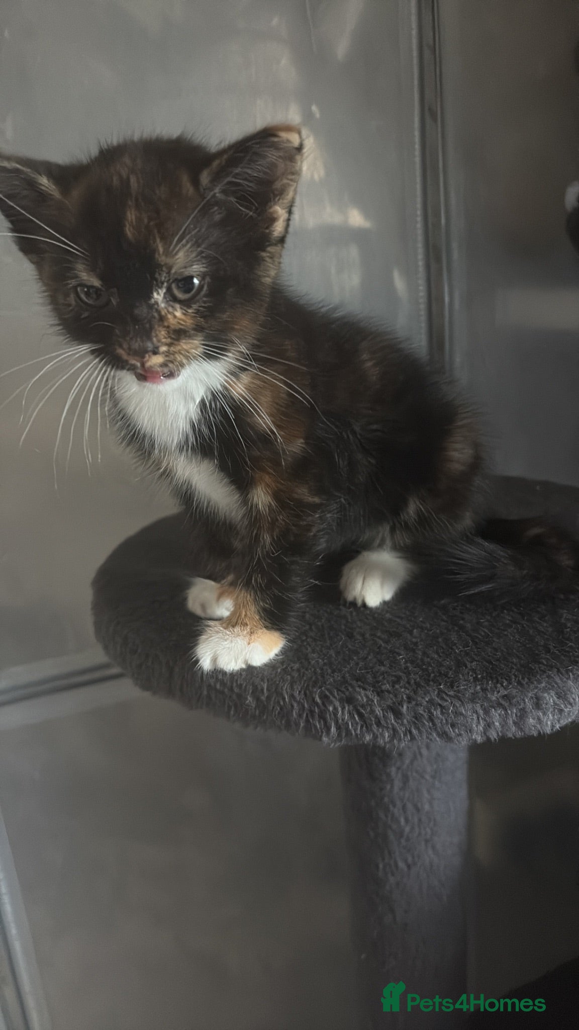 Mixed Breed cats 1 tortoise girl left ready now - Advert 10