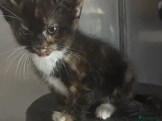 Mixed Breed cats 1 tortoise girl left ready now - Advert 10