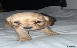 Cavapoo dogs for sale: Cavapoo - Image 5