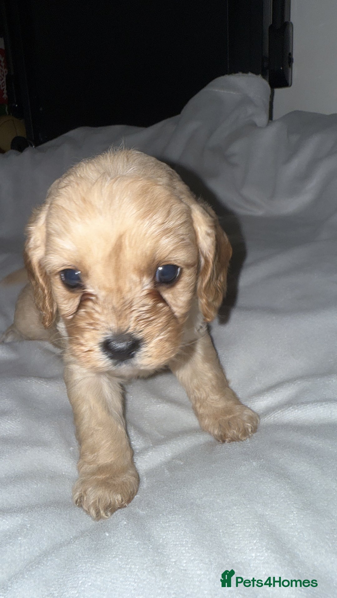 Cavapoo dogs for sale: Cavapoo - Image 5