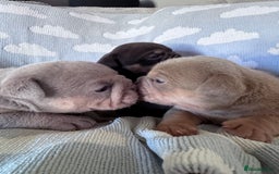 English Bulldog dogs for sale: Self Whelped Healthy English bulldog Babies❤️🤍 - Image 4