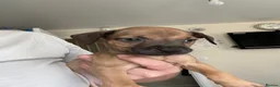 Staffordshire Bull Terrier dogs for sale: Beautiful girls  in Alfreton - Advert 9