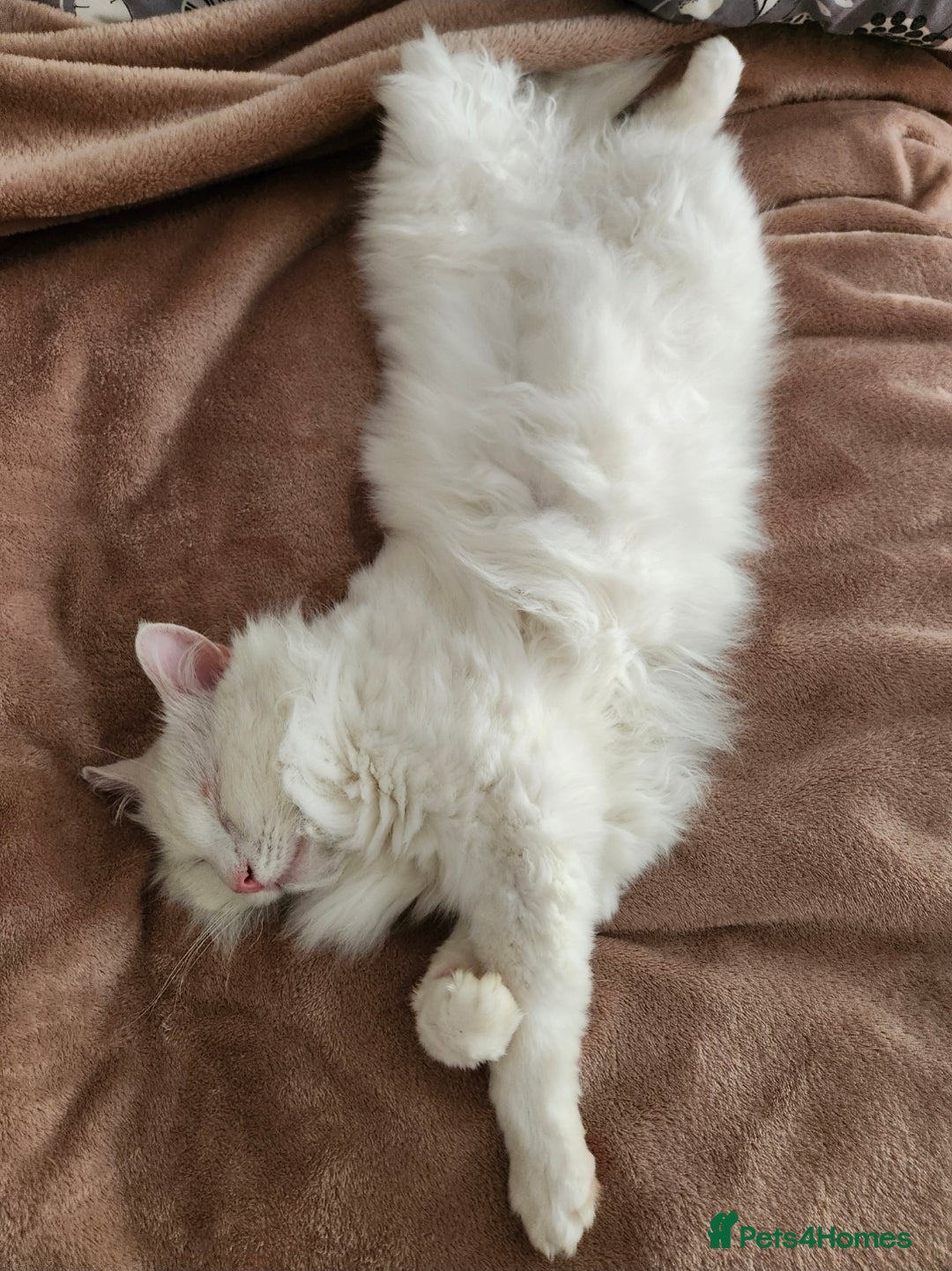 Maine Coon cats for sale: Good looking Maine Coon Mix (outdoor cat) - Advert 5