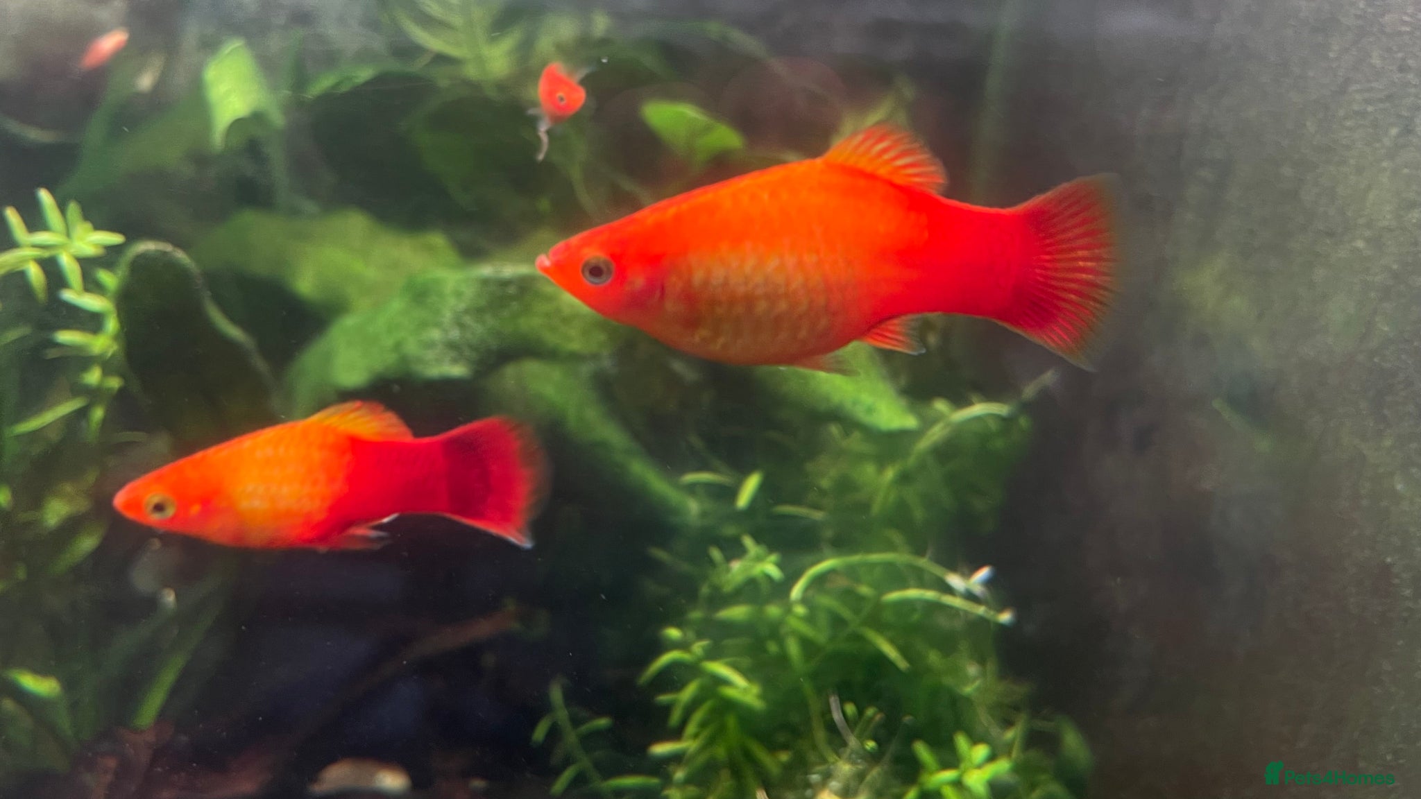 Platies fish Stunning Sunset Platies available - Advert 1