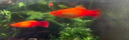 Platies fish for sale: Stunning Sunset Platies available in Letchworth Garden City - Advert 1