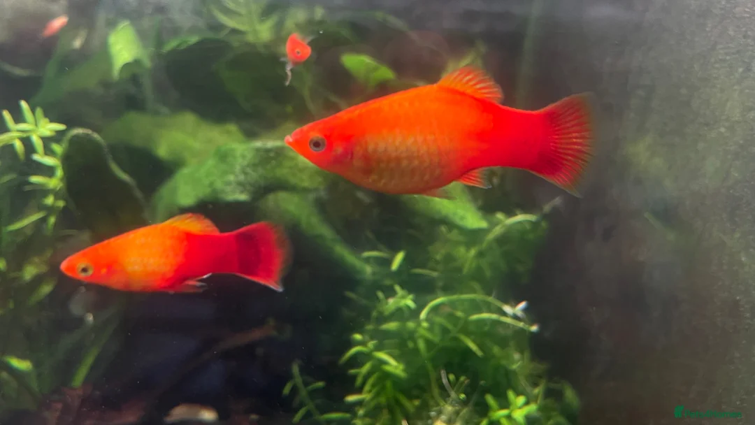 Platies fish for sale: Stunning Sunset Platies available in Letchworth Garden City - Advert 1