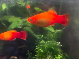 Platies fish Stunning Sunset Platies available - Advert 1