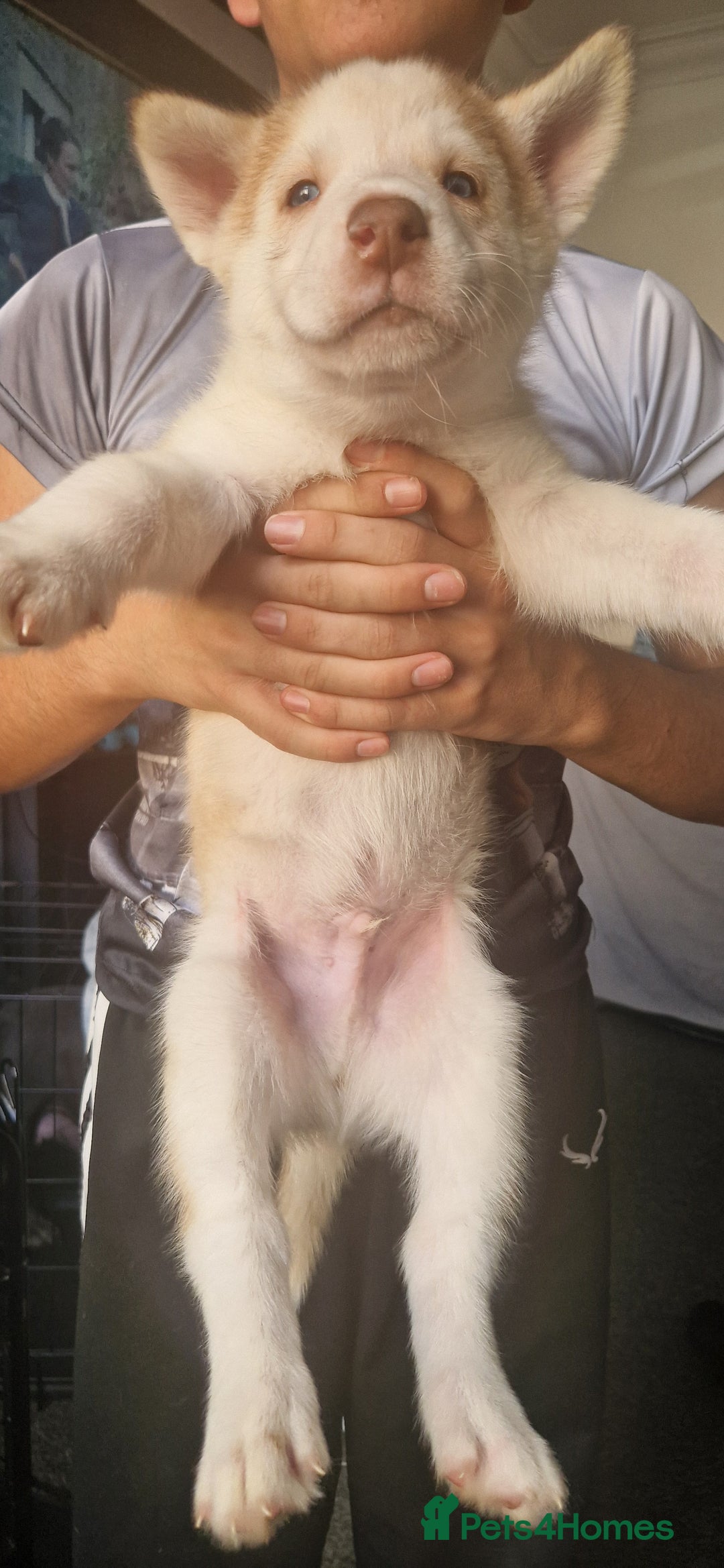 Siberian Husky dogs for sale: Siberian husky puppies  - Image 4