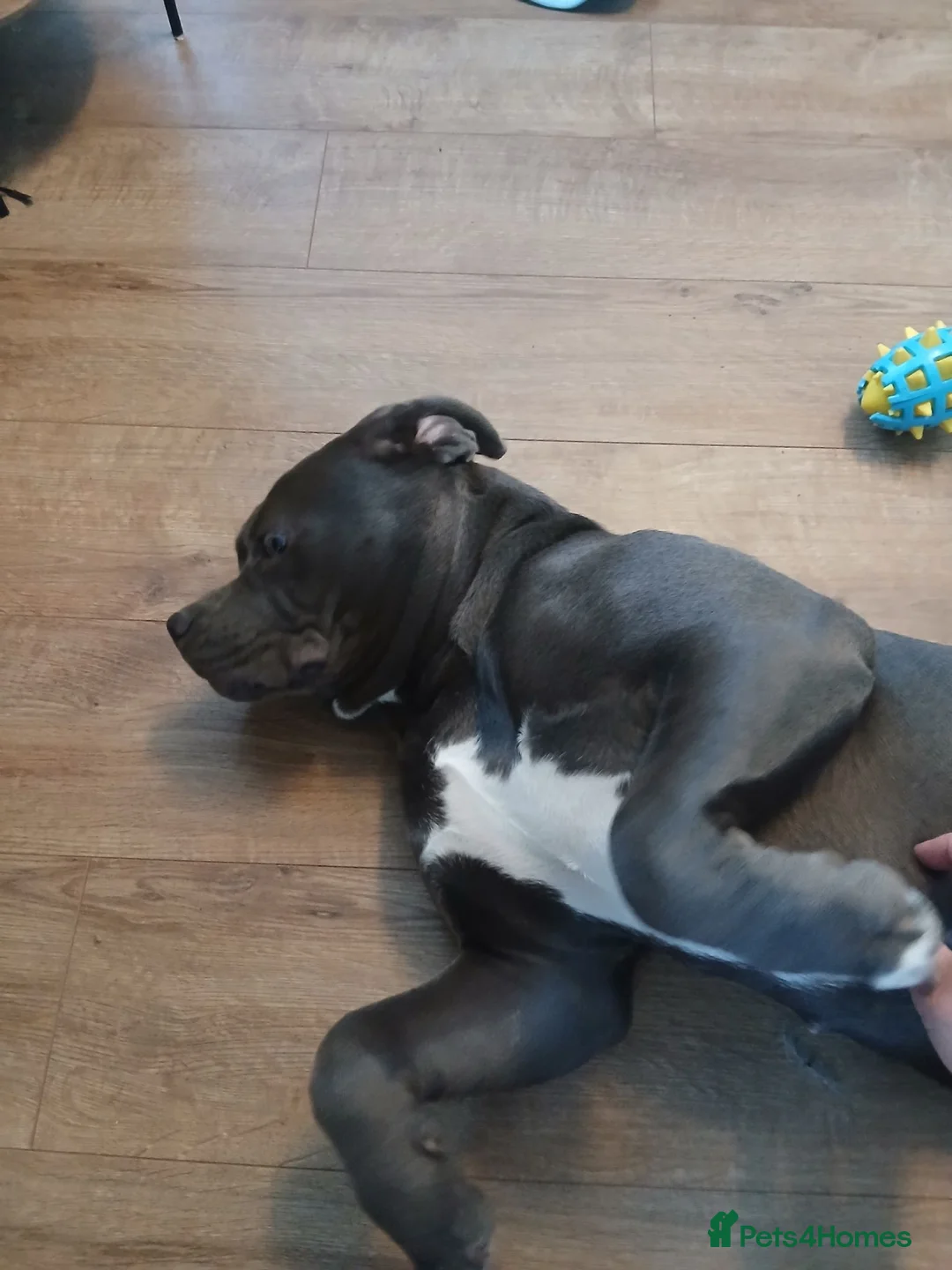 Mixed Breed dogs for sale: Cane corso in Newport - Advert 3