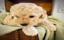 Cavapoochon dogs for sale: F1b Cavapoochon  - Image 29