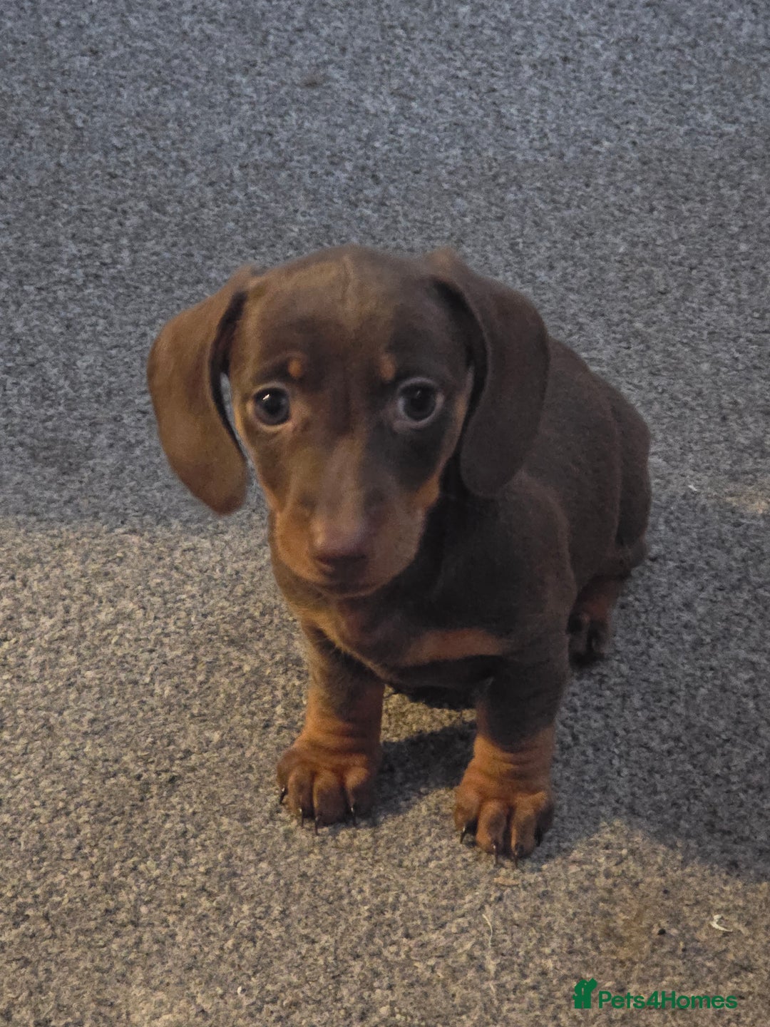 Miniature Dachshund dogs for sale: Galaxy Chocolate: Your Sweetest Adventure Awaits! - Image 15