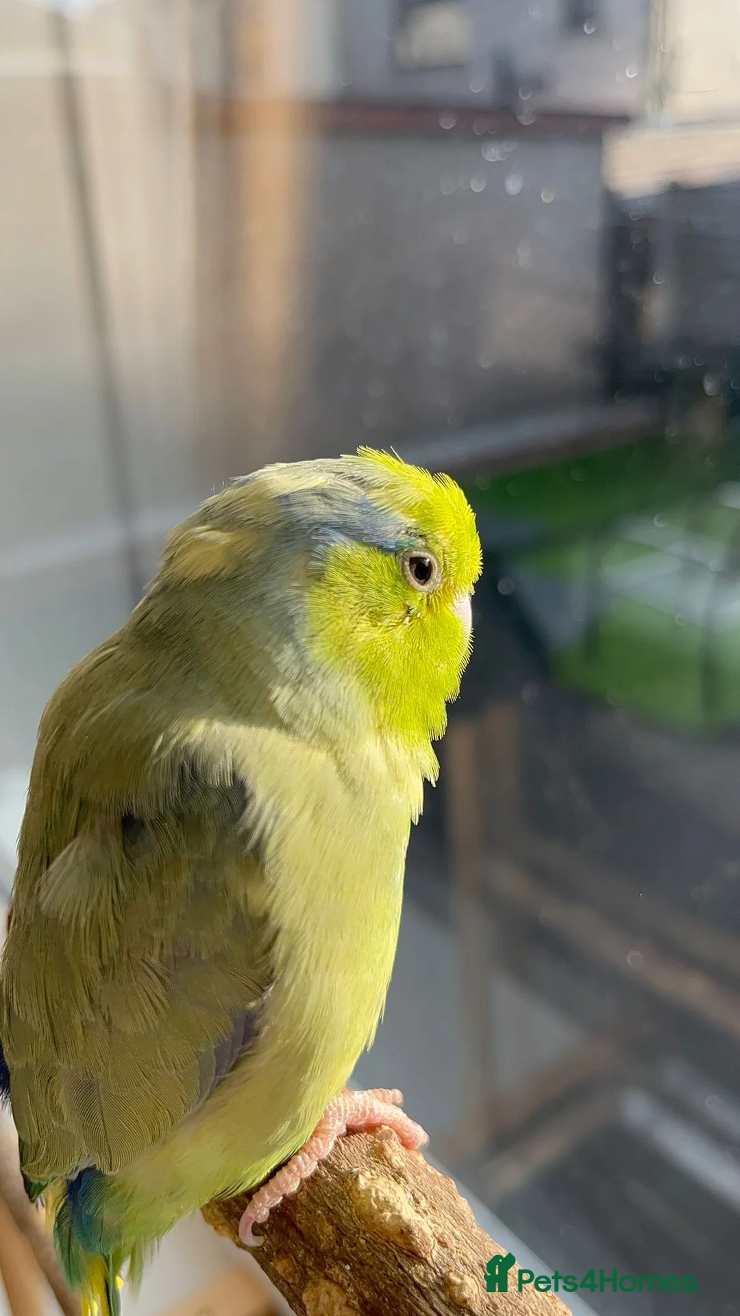 Budgerigars birds for sale: Looking for green parrotlet  - Advert 3