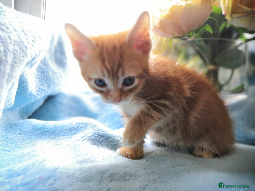 Mixed Breed cats for sale: Beautiful Male kittens VIDEOS - Image 16