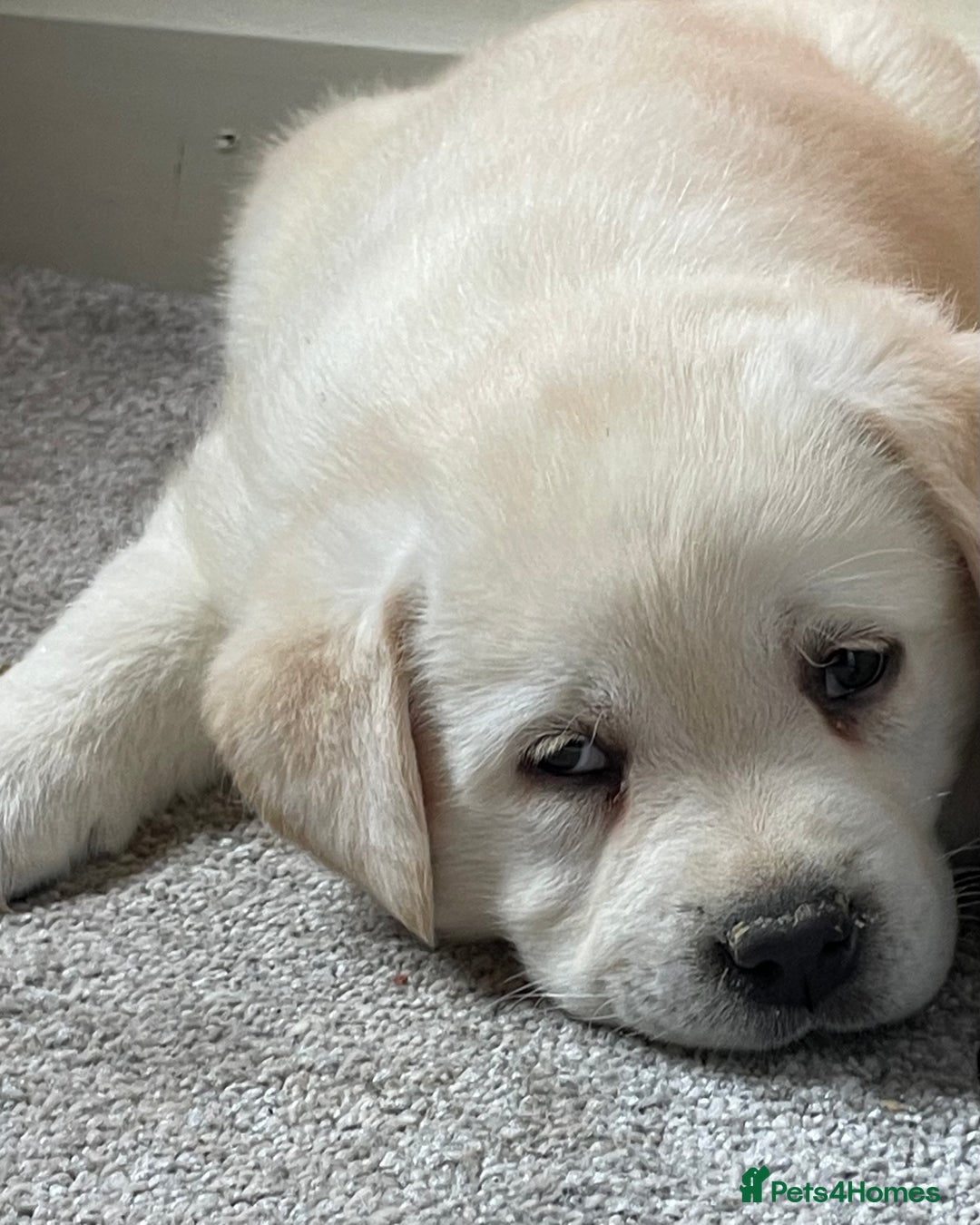 Labrador Retriever dogs for sale: READY NOW - Beautiful Show Type Labrador Puppies - Advert 6